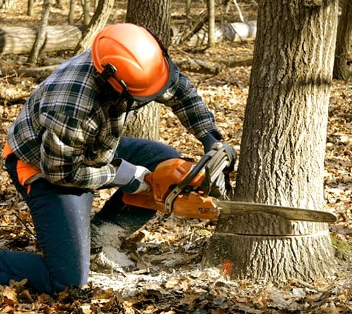 Tree Removal in Brownsville, MN
